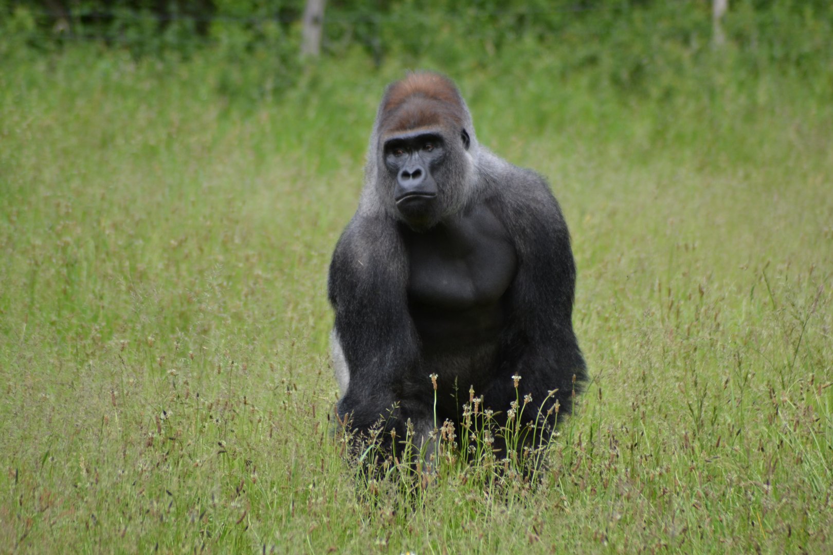 Kipenzi the silverback in Givskud Zoo