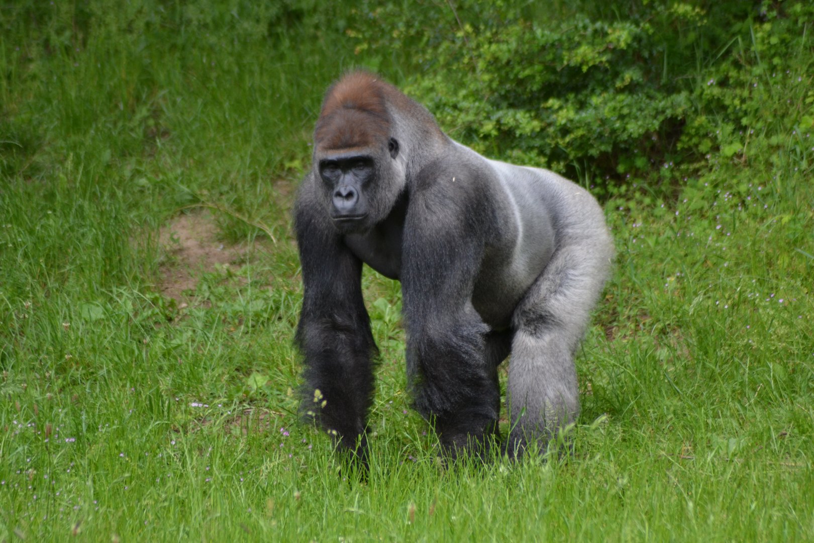Kipenzi the silverback in Givskud Zoo