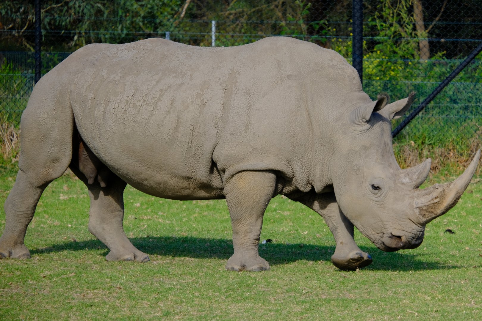 Kipenzi - Werribee Open Range Zoo