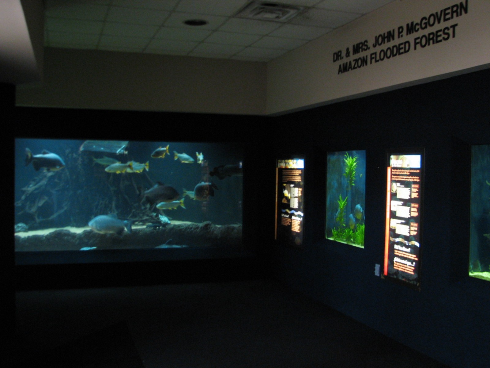 Kipp Aquarium - Amazon Flooded Forest Exhibit