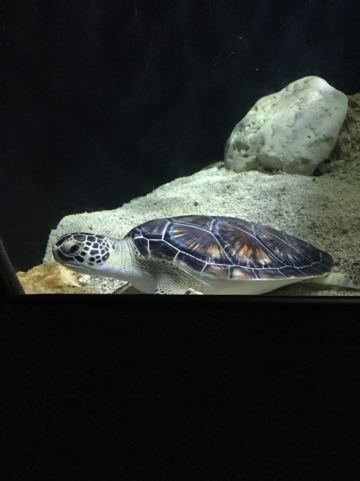 Kipp Aquarium- Sea Turtle
