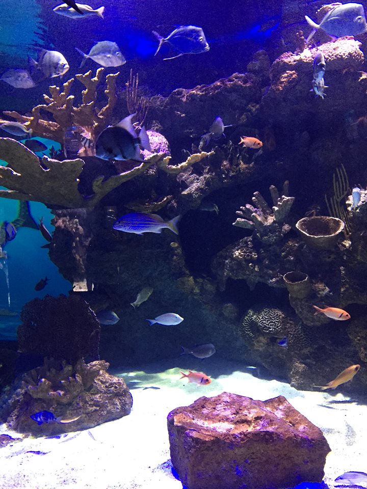 Kipp Aquarium