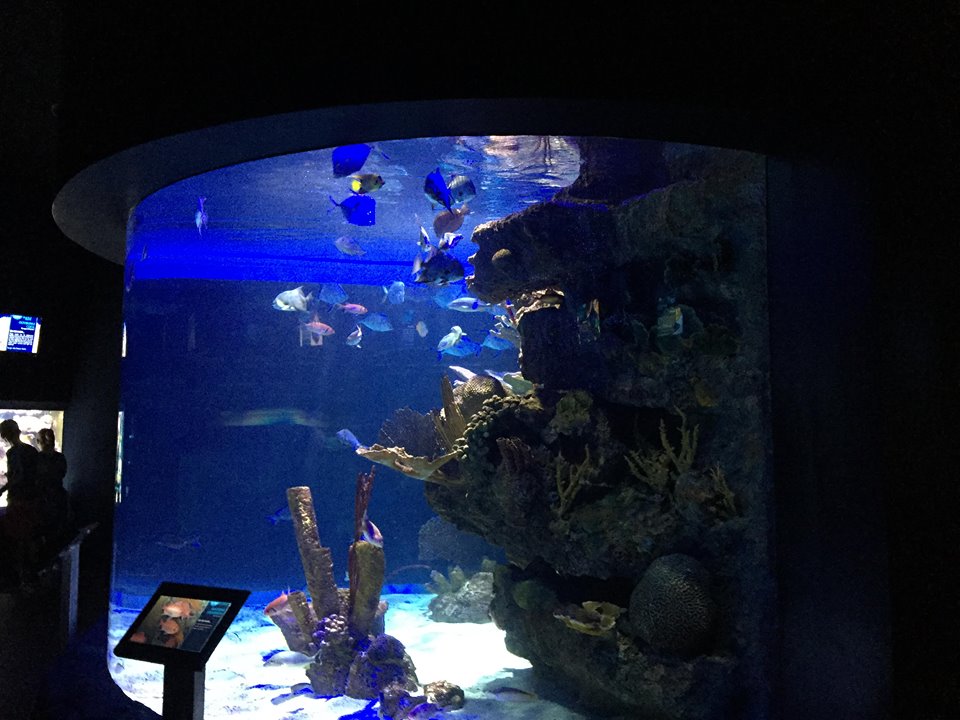 Kipp Aquarium