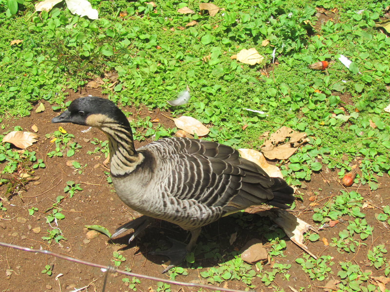 Kipuka Nene Sanctuary - Nene