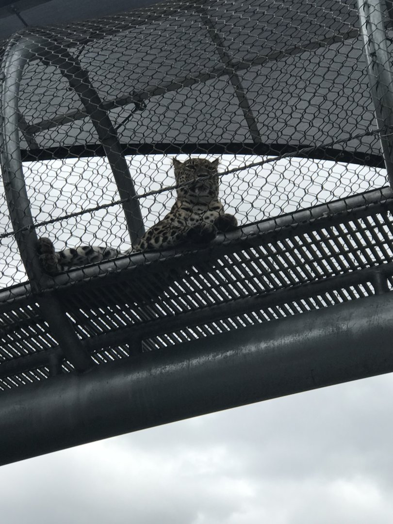 Kira the Amur leopard