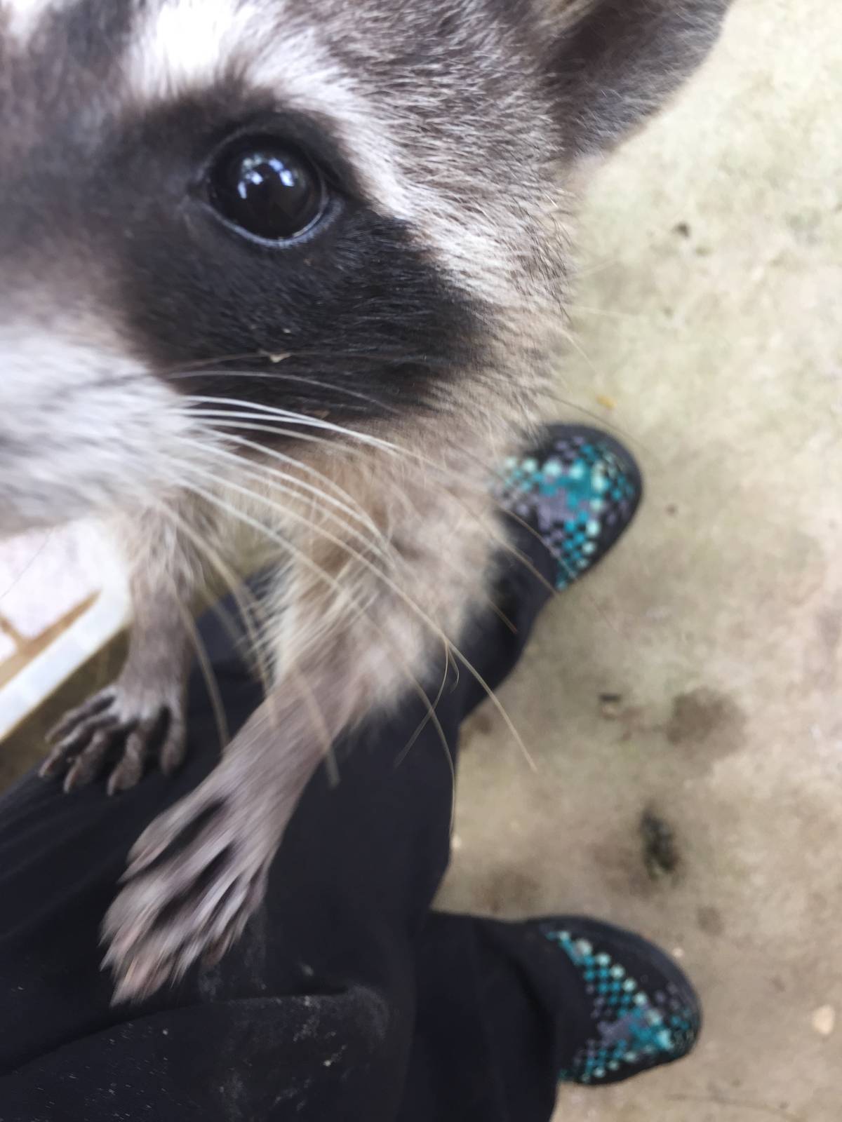 Kira the baby raccoon