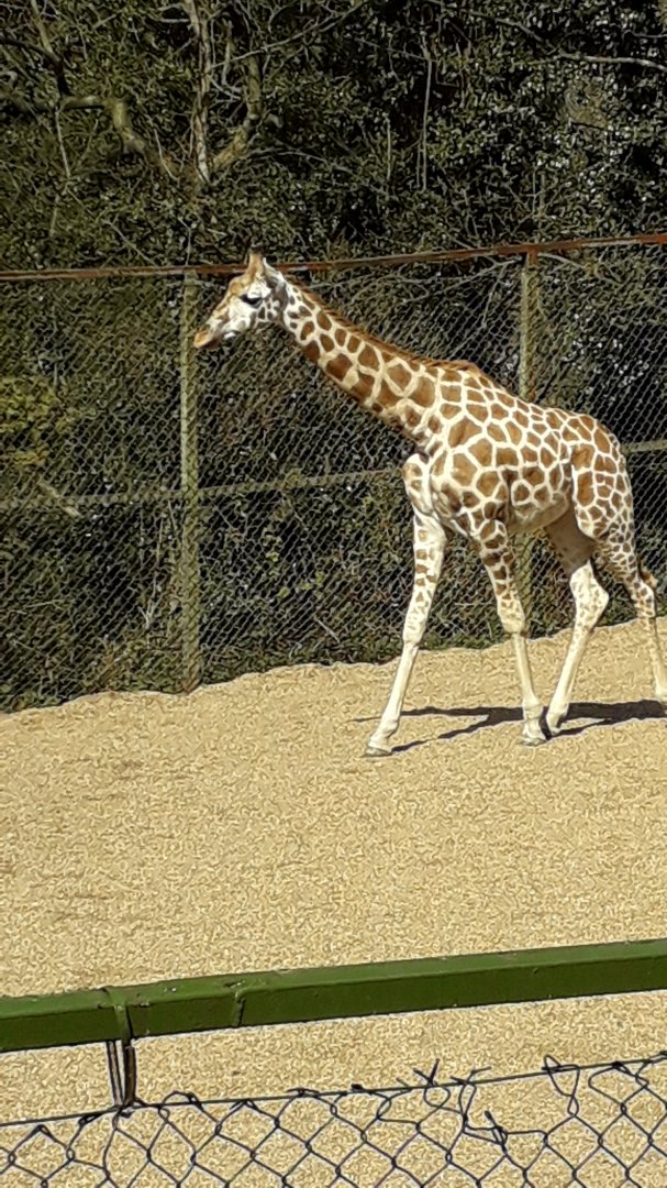 Kira the Young Giraffe