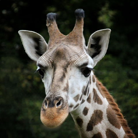Kira the young Rothschild's Giraffe at Dudley Zoo & Castle