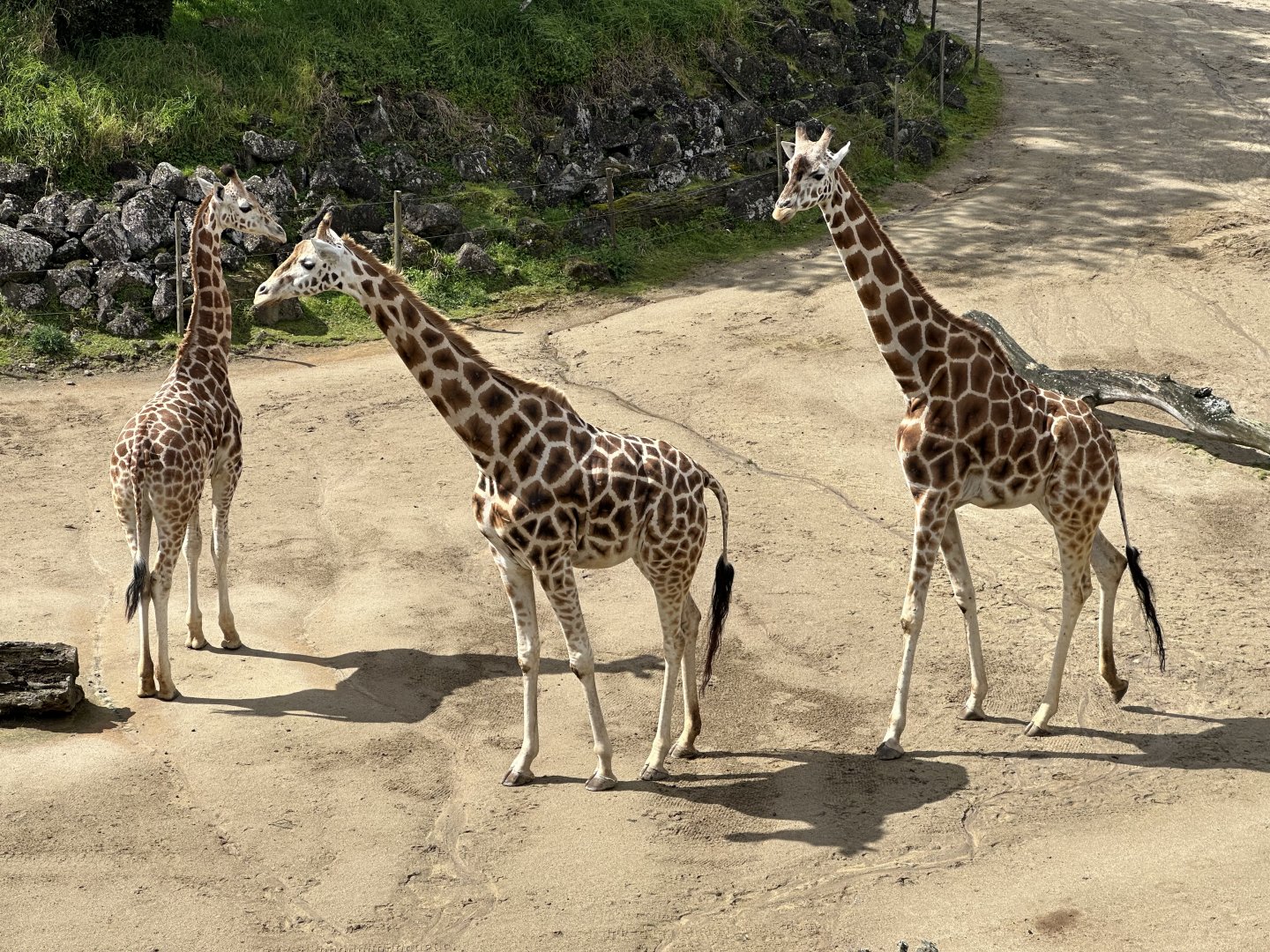 Kiraka and Daughters (Giraffe)