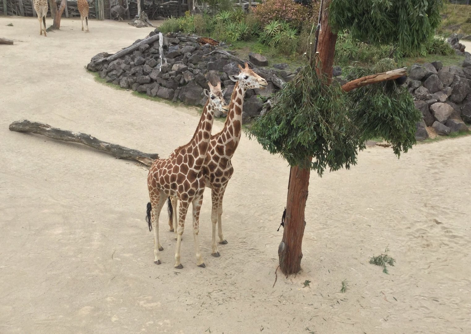 Kiraka and Kabili (mother and daughter)