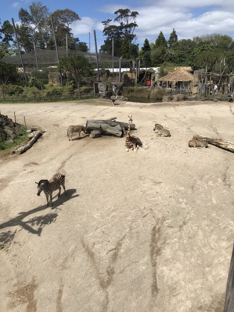 Kiraka the giraffe and the Zebras