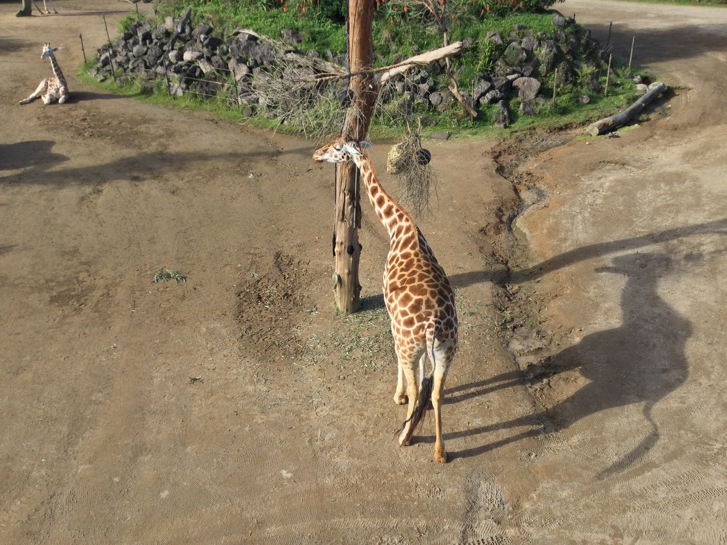 Kiraka the Giraffe