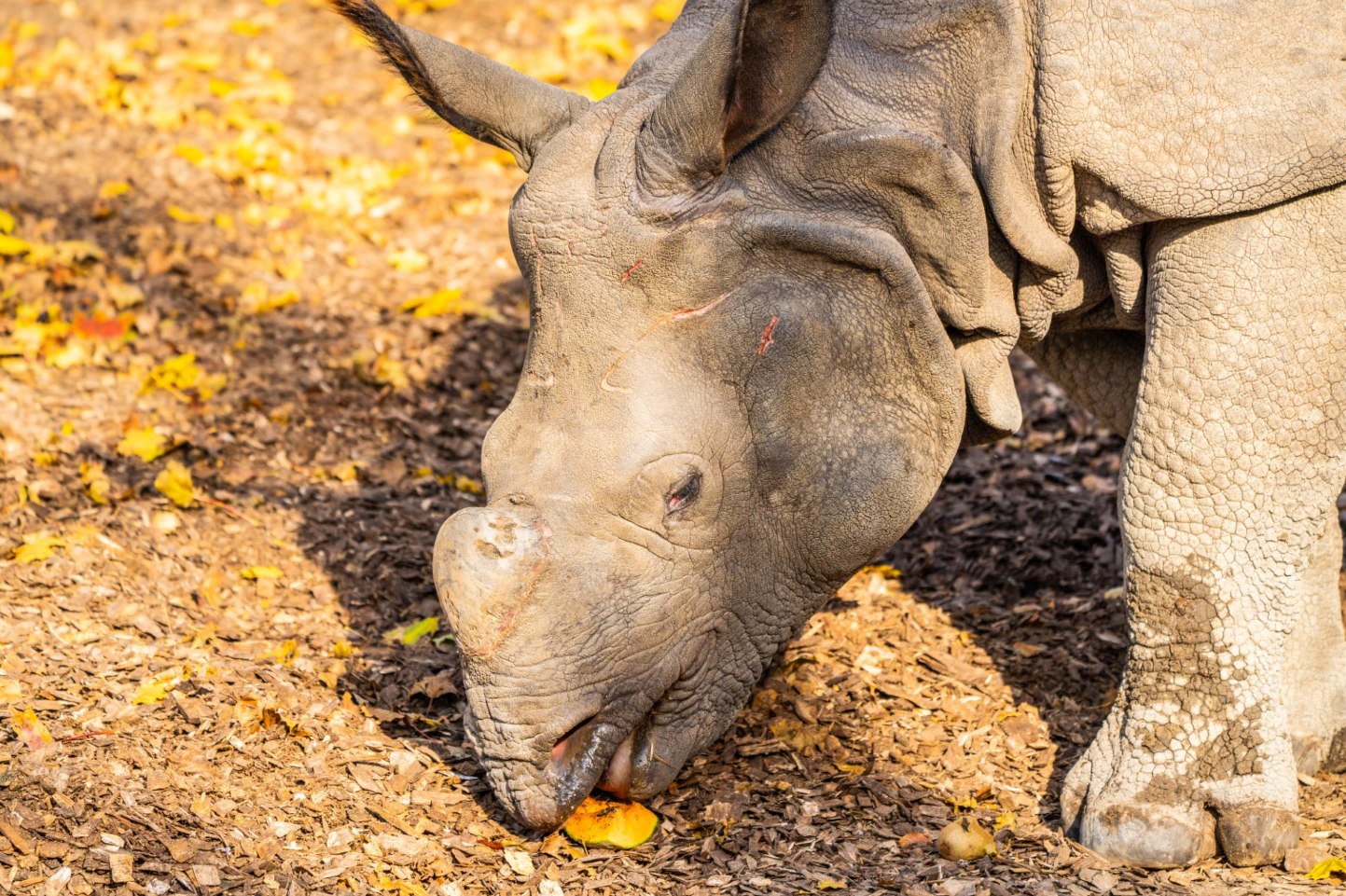 Kiran the Indian Rhino boy