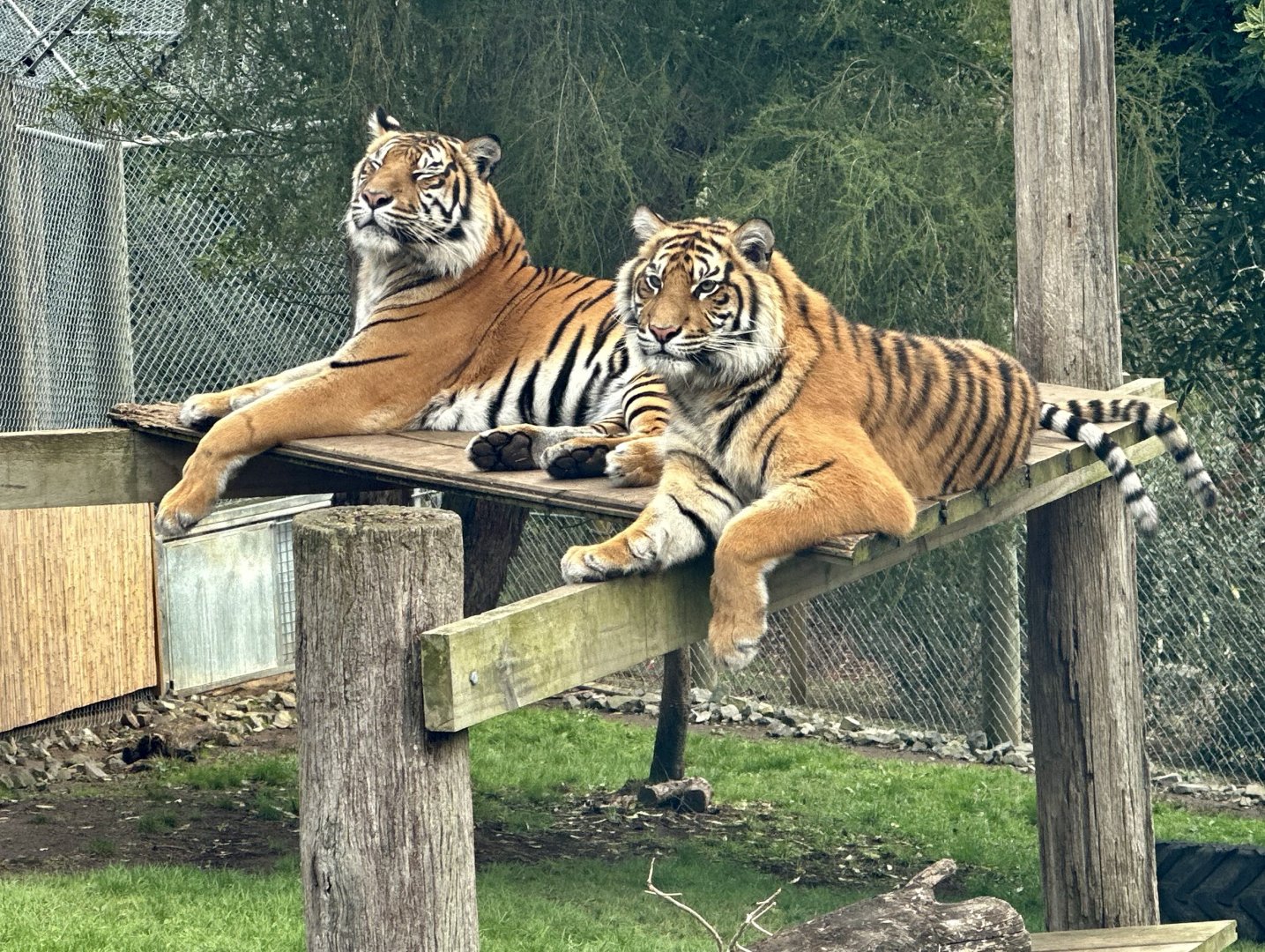 Kirana and Andalas (Sumatran Tiger)