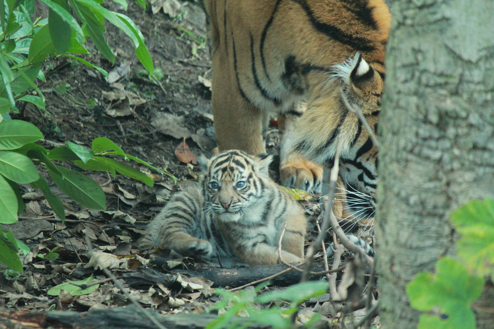 Kirana and cub