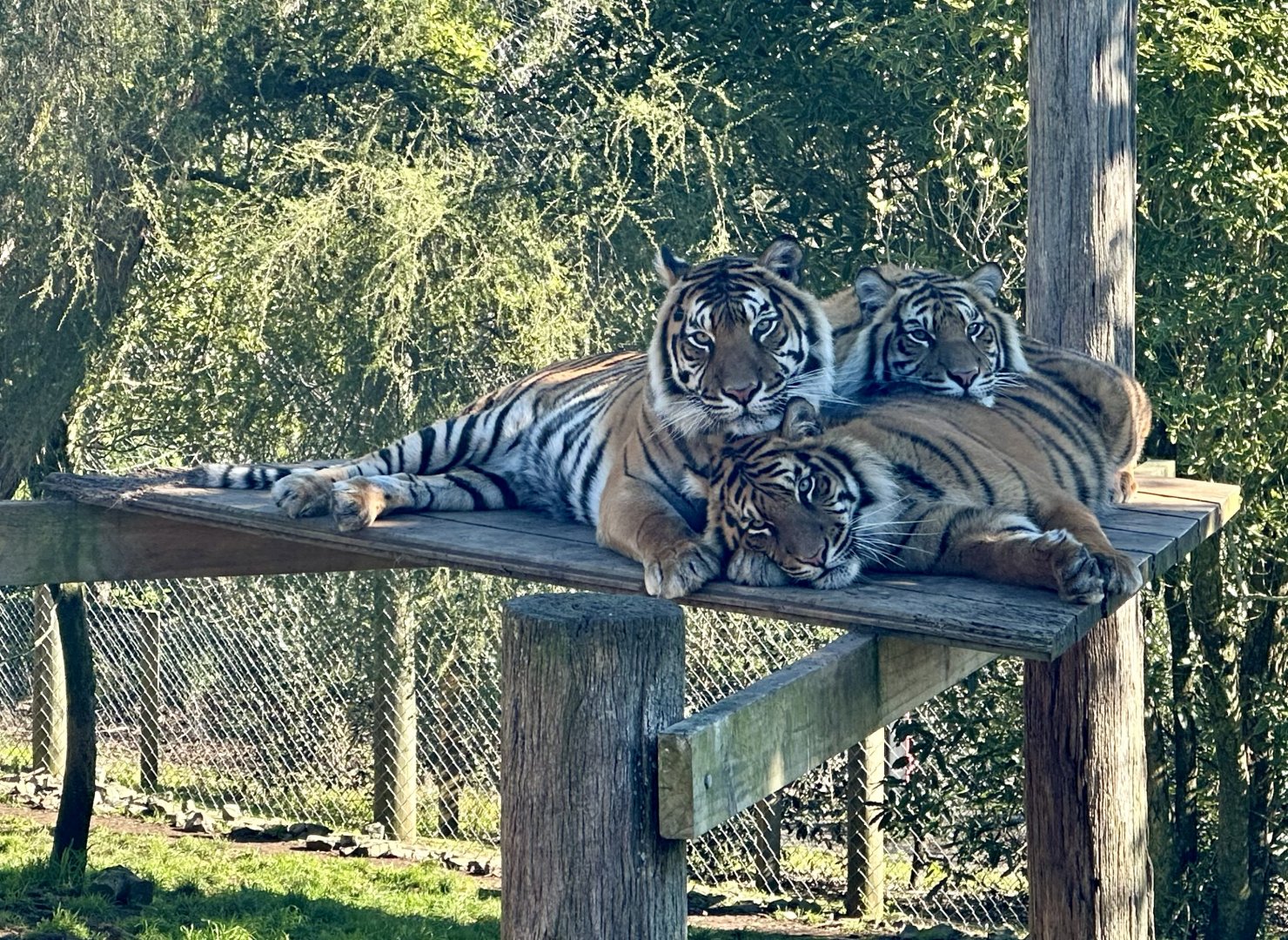 Kirana and Cubs (18 Months)