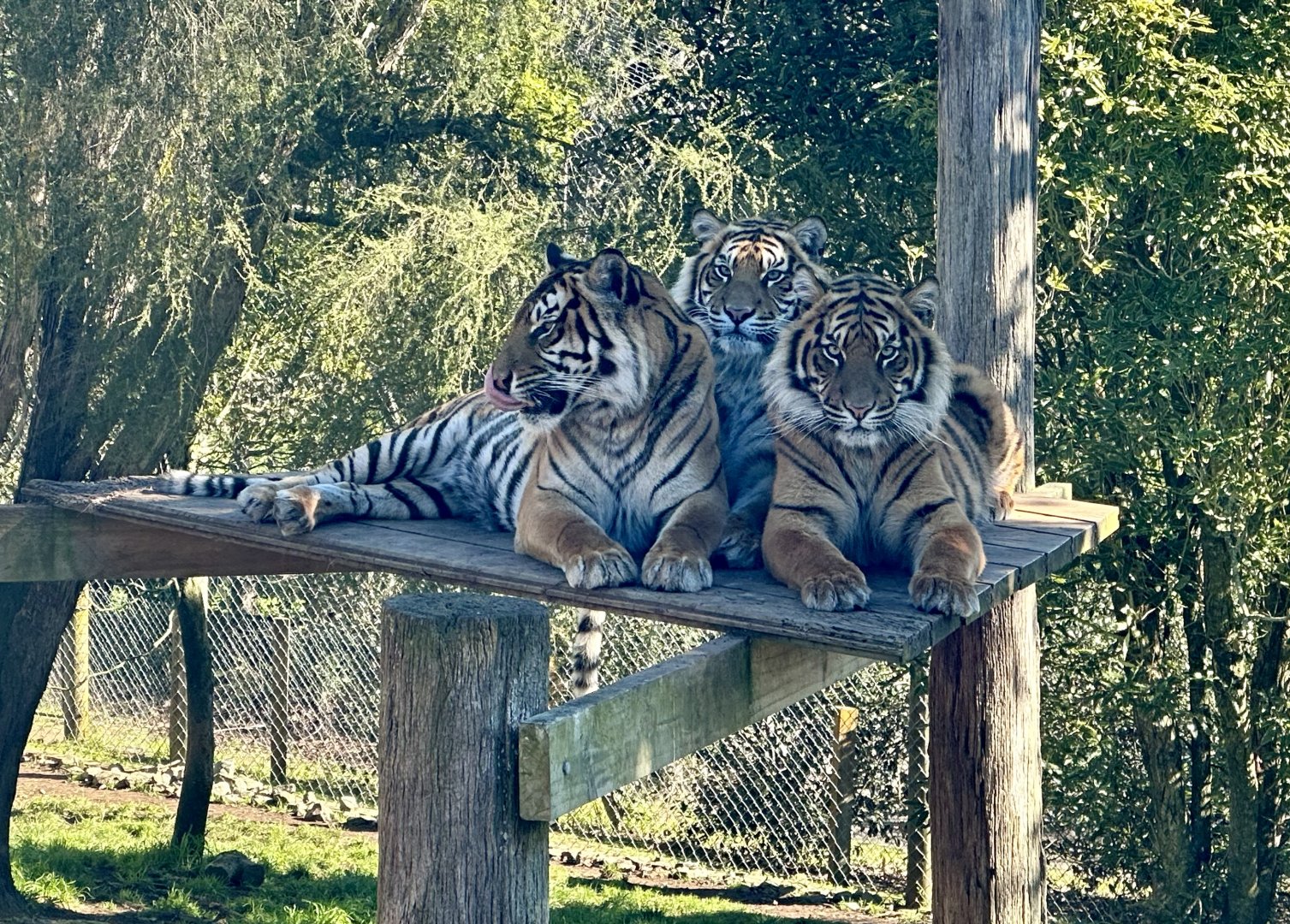 Kirana and Cubs (18 Months)
