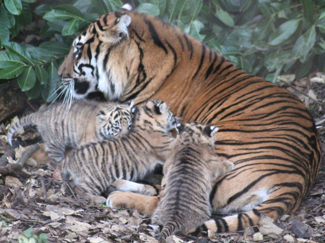 Kirana and her cubs