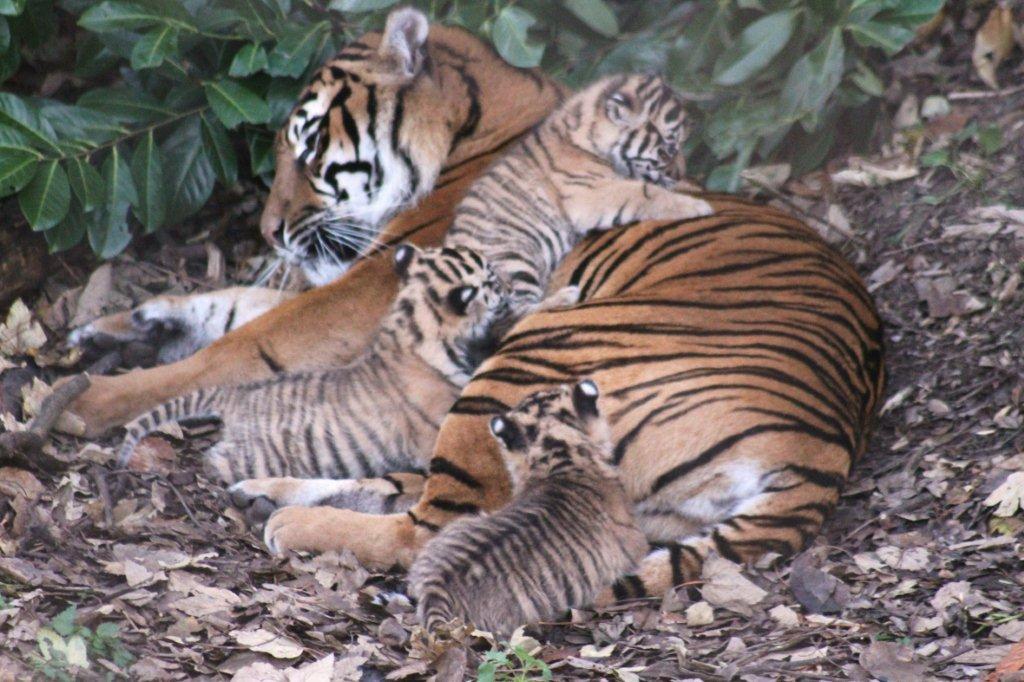 Kirana and her cubs