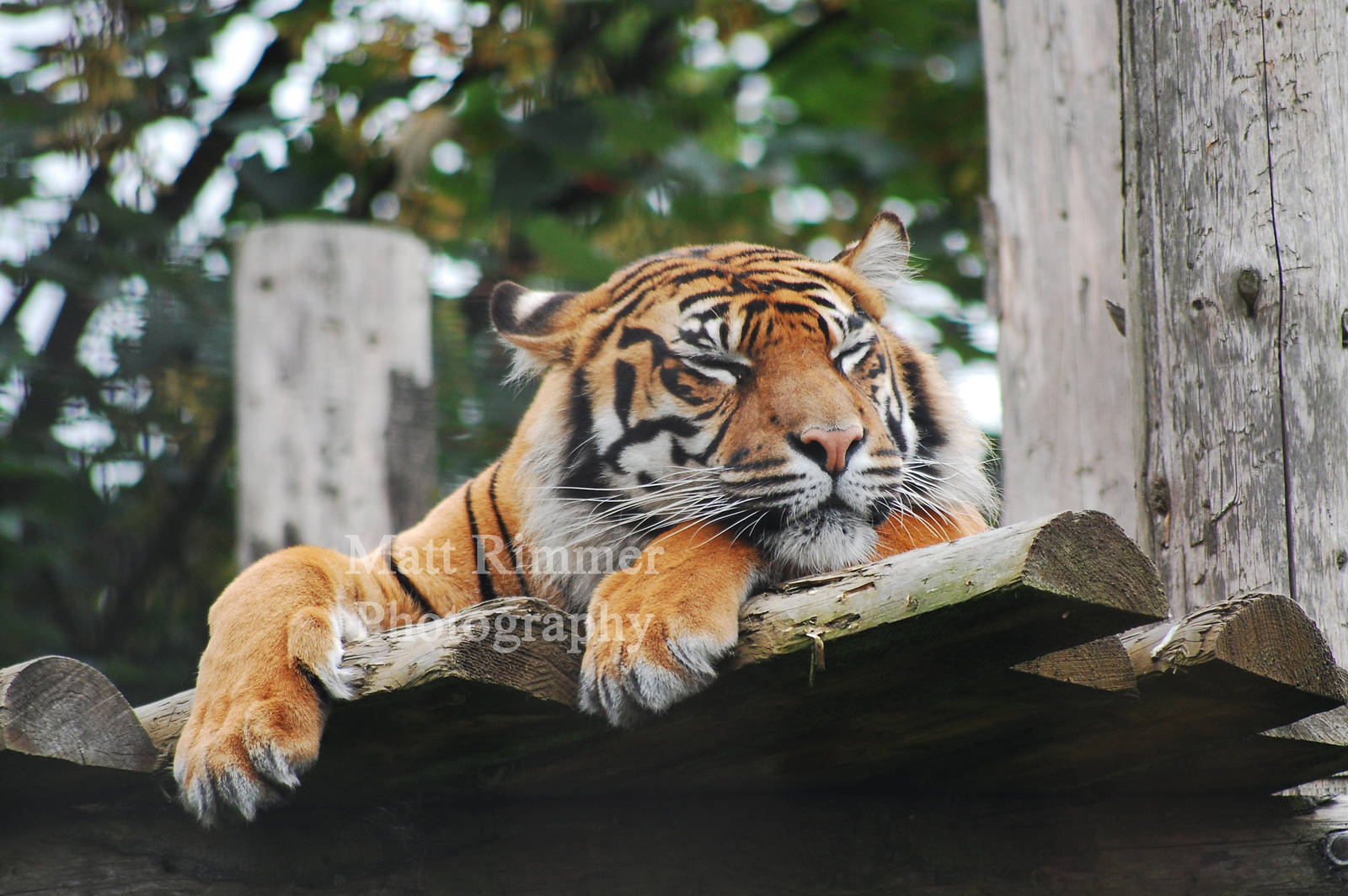 Kirana - Female sumatran tiger