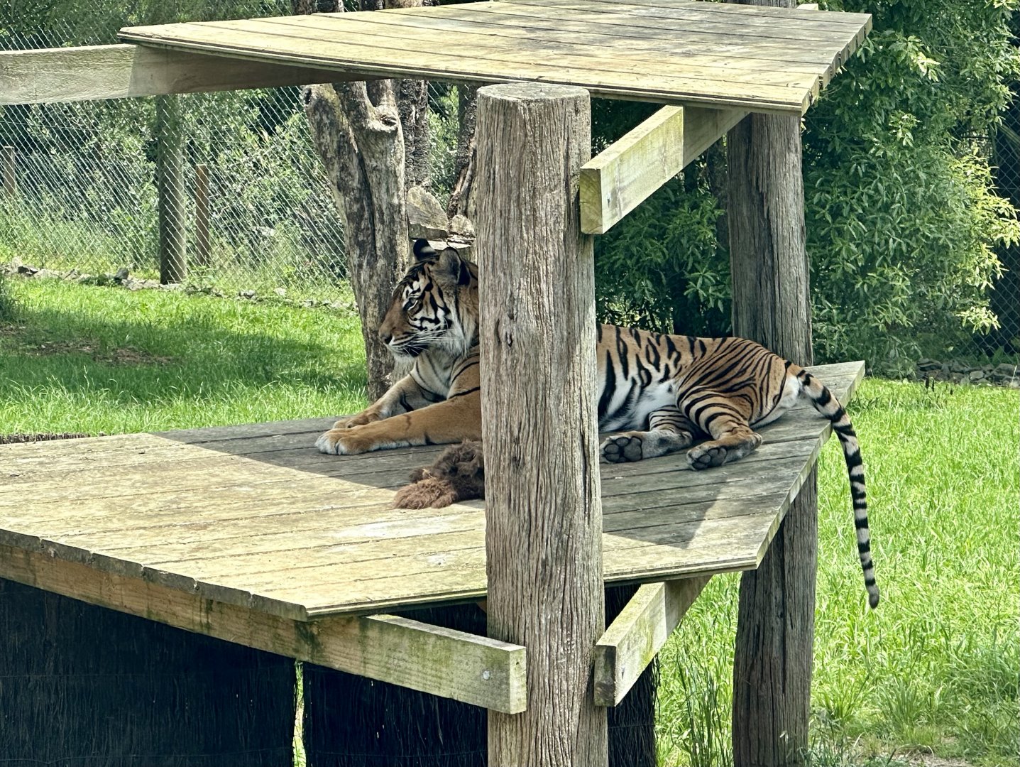 Kirana (Female Sumatran Tiger)