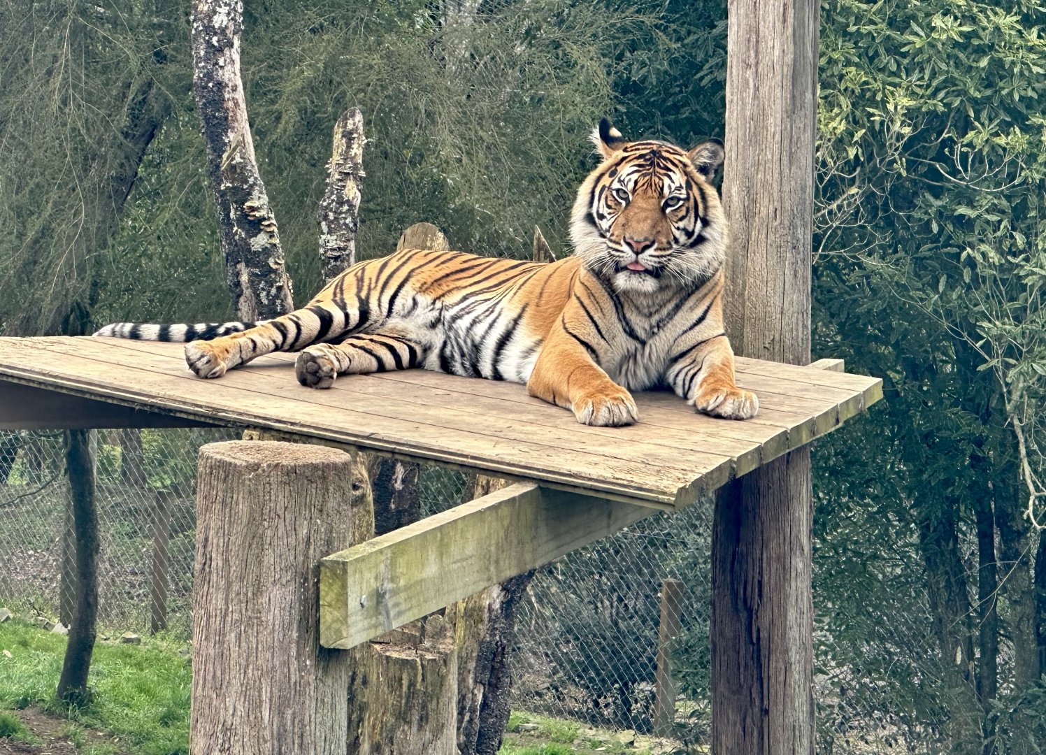 Kirana (female Sumatran tiger)