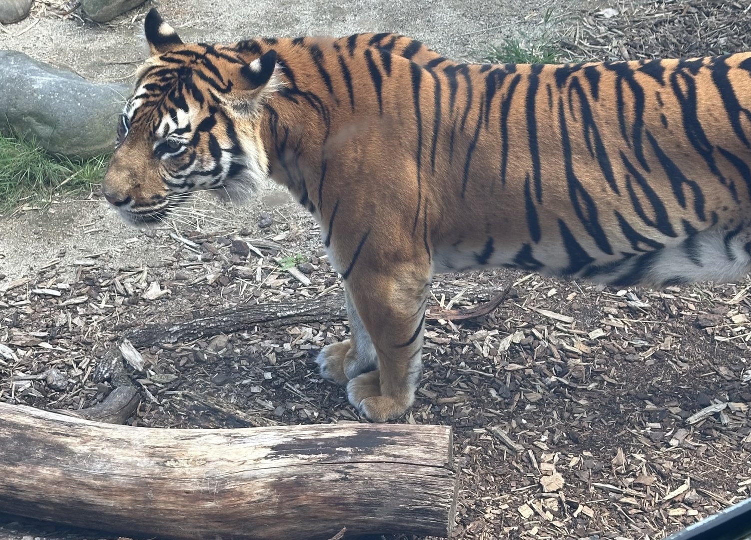 Kirana (Sumatran tiger)