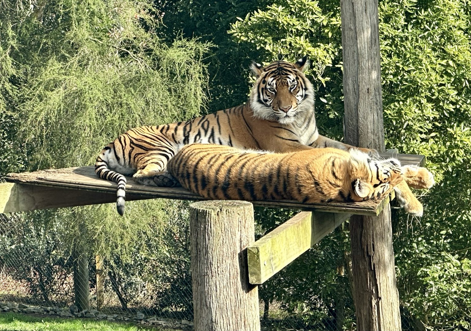 Kirana (Sumatran Tiger)