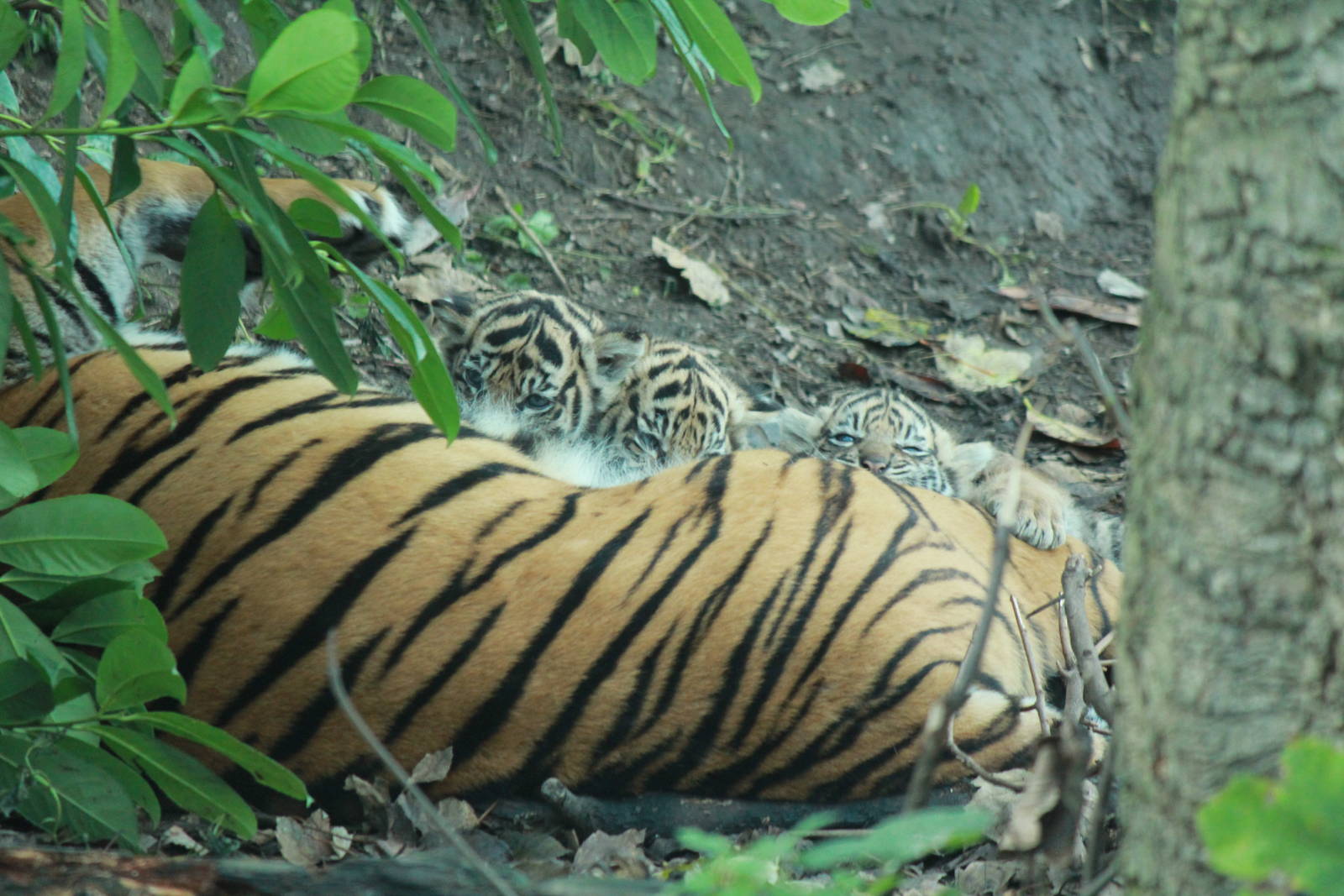 Kirana with all three cubs