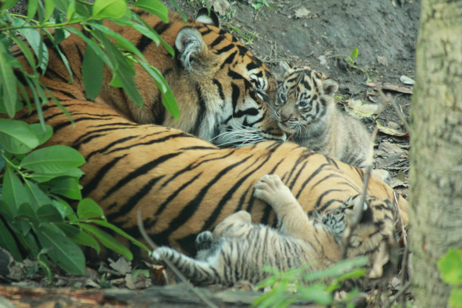 Kirana with cubs