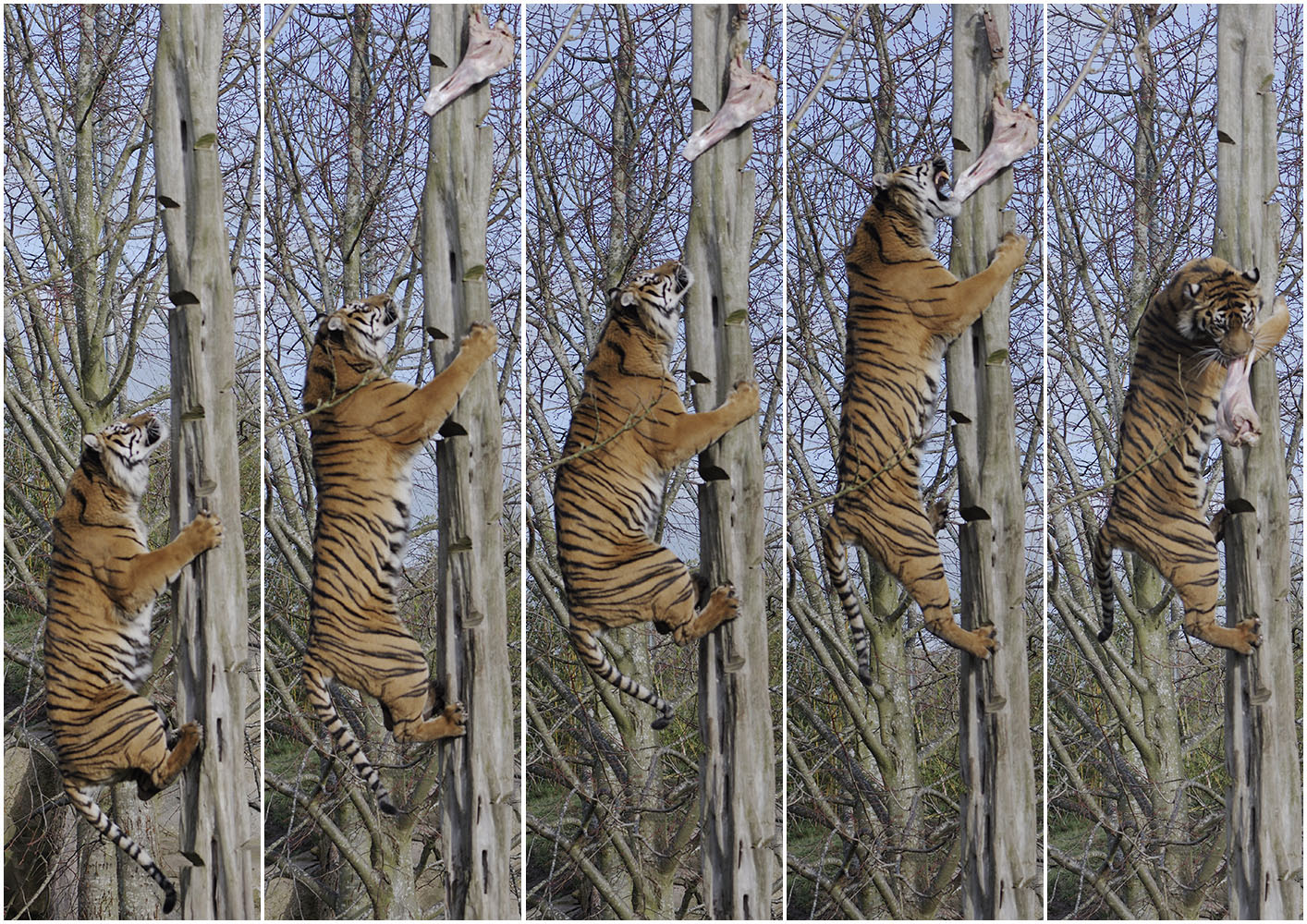 Kirana works for her food