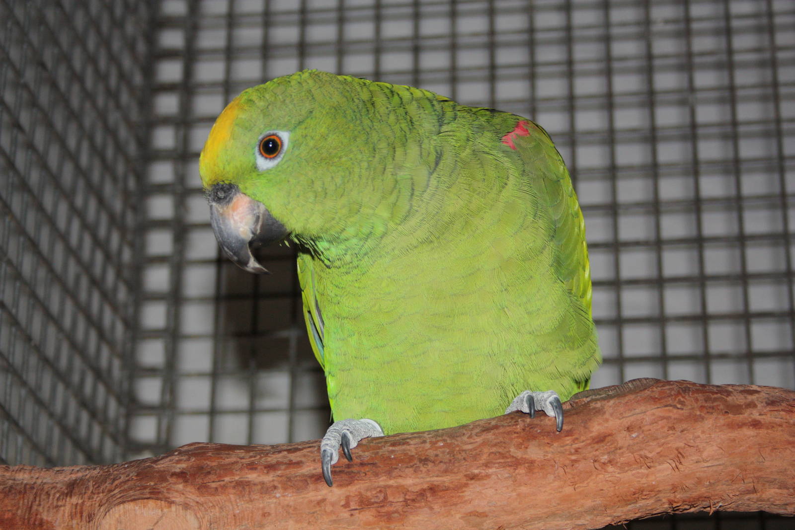 Kirby, Yellow-crowned Amazon, 16th September 2016