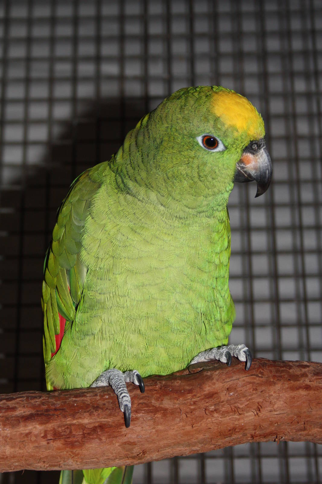 Kirby, Yellow-crowned Amazon, 16th September 2016