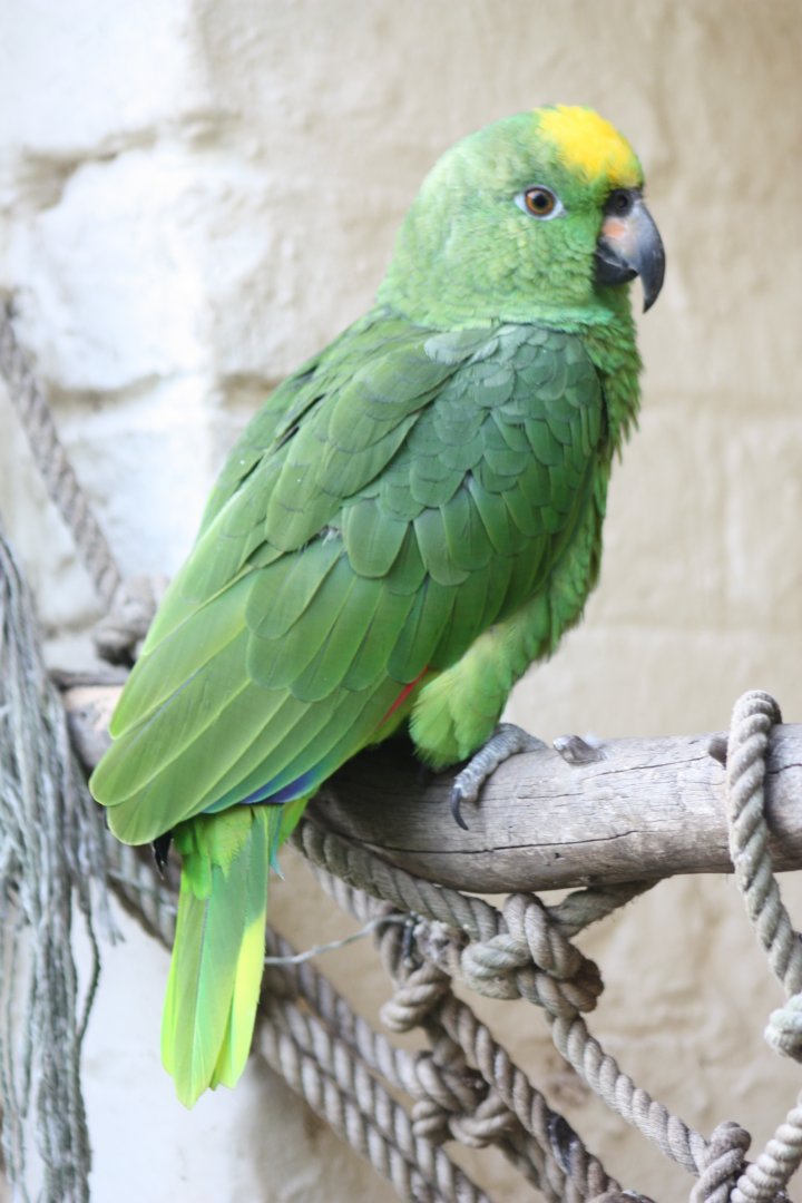 Kirby, Yellow-crowned Amazon, 31st October 2016