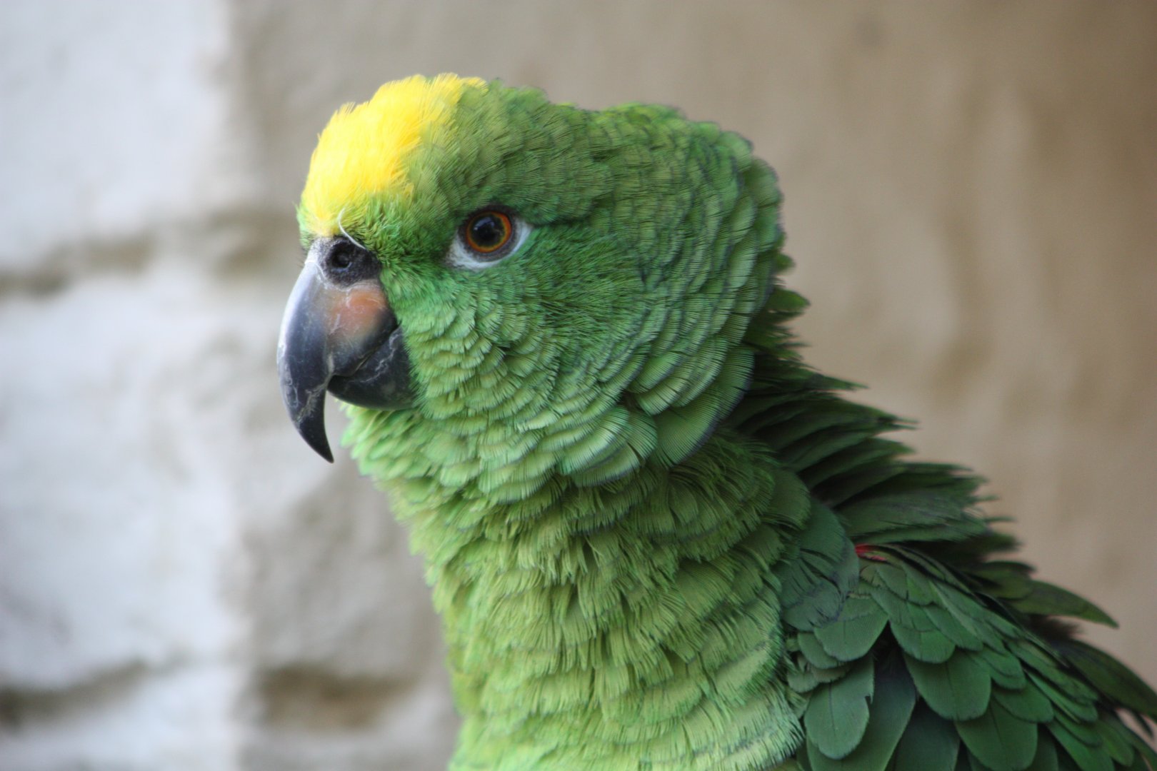 Kirby, Yellow-crowned Amazon, 31st October 2016