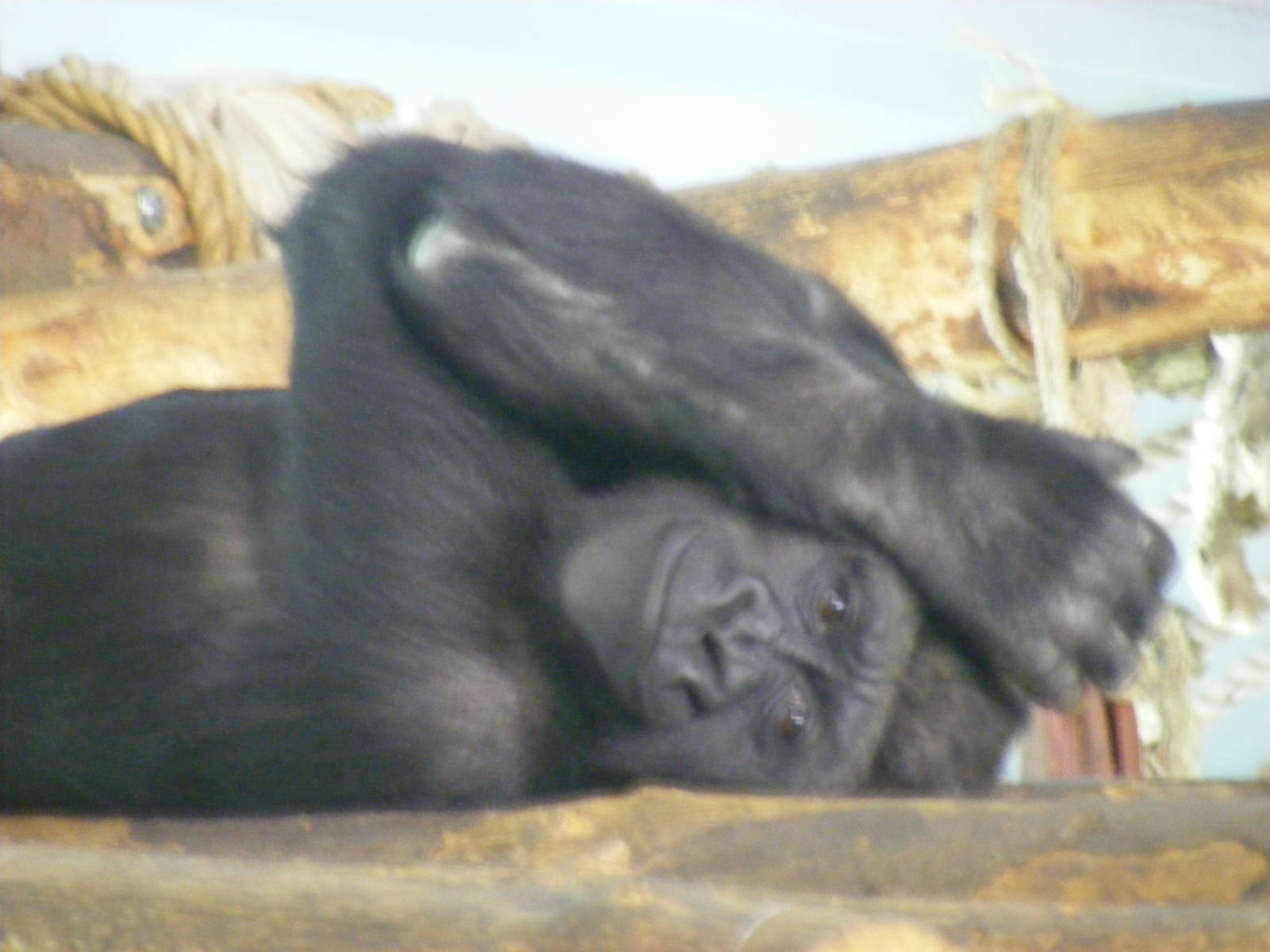 Kiri the Gorilla at Paignton Zoo, 13 April 2009
