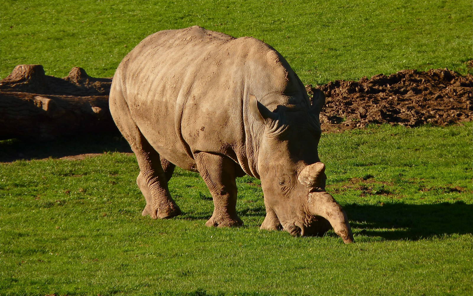 Kiri the White Rhino