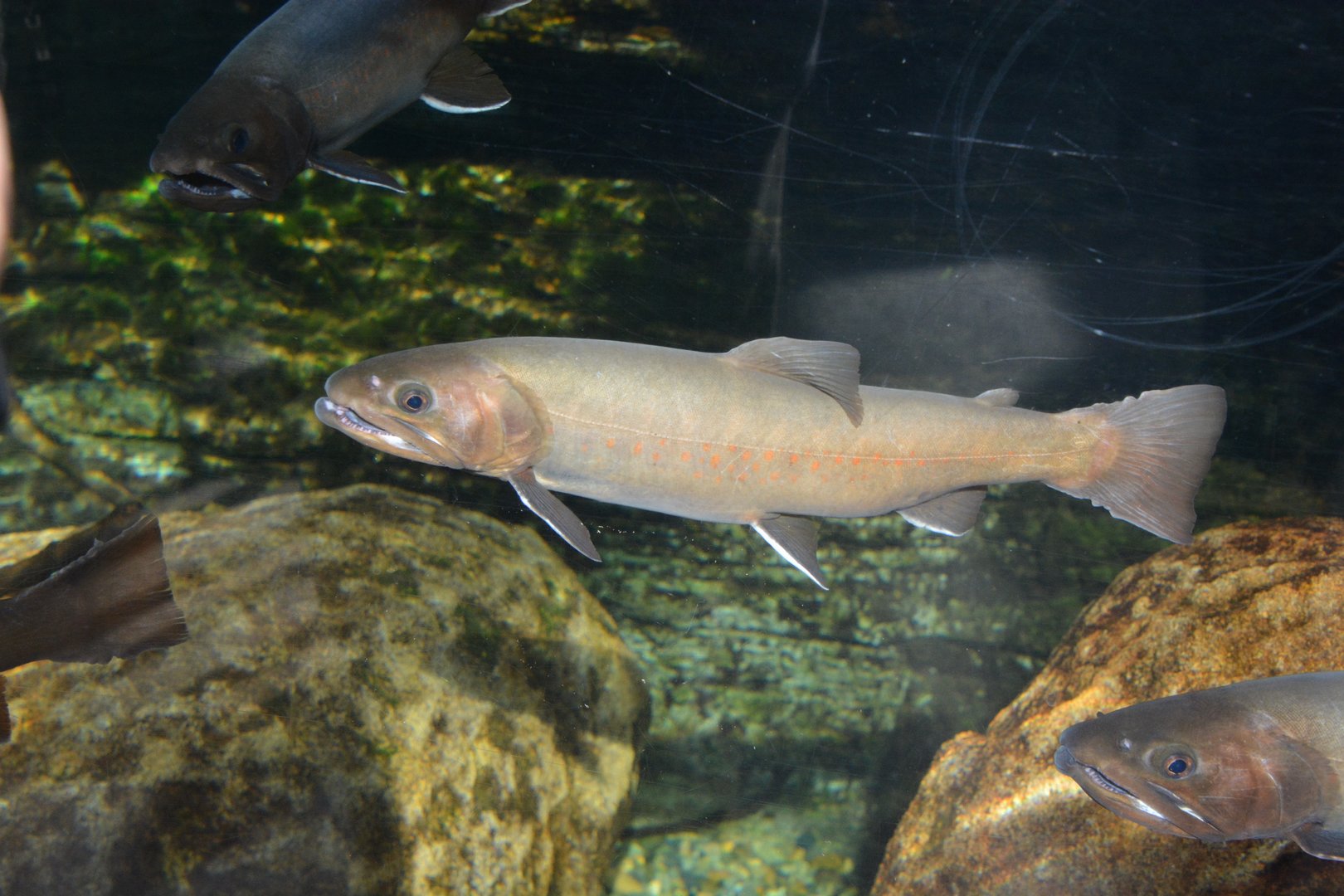 Kirikuchi char (Salvelinus japonicus)