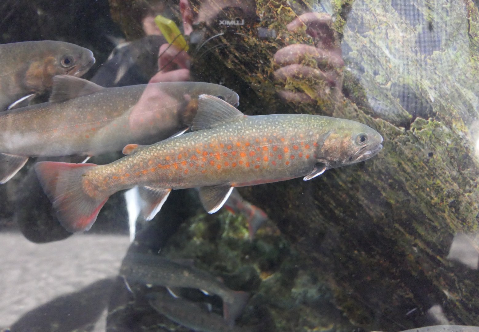 Kirikuchi Char (Salvelinus leucomaenis japonicus)