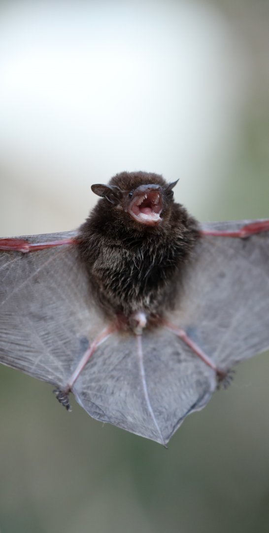 Kirindy serotine (Neoromicia bemainty)