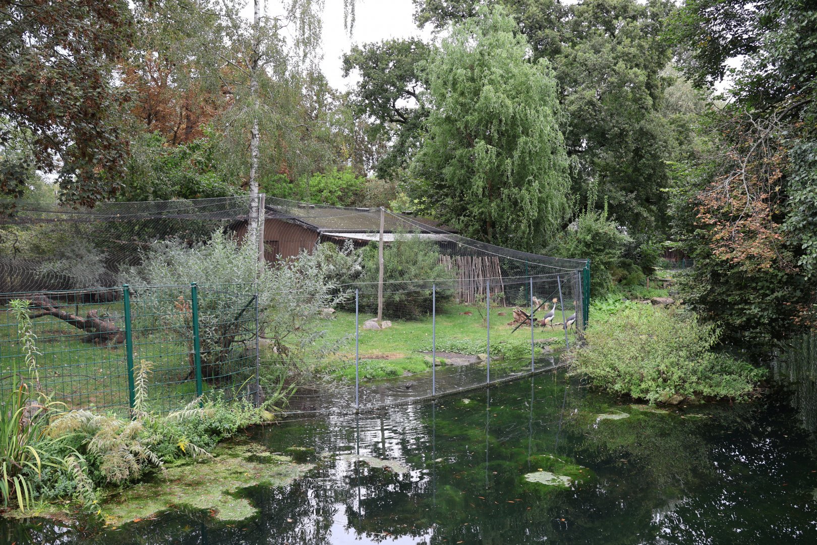 Kirk dikdik and Eastern Grey Crowned Crane aviary