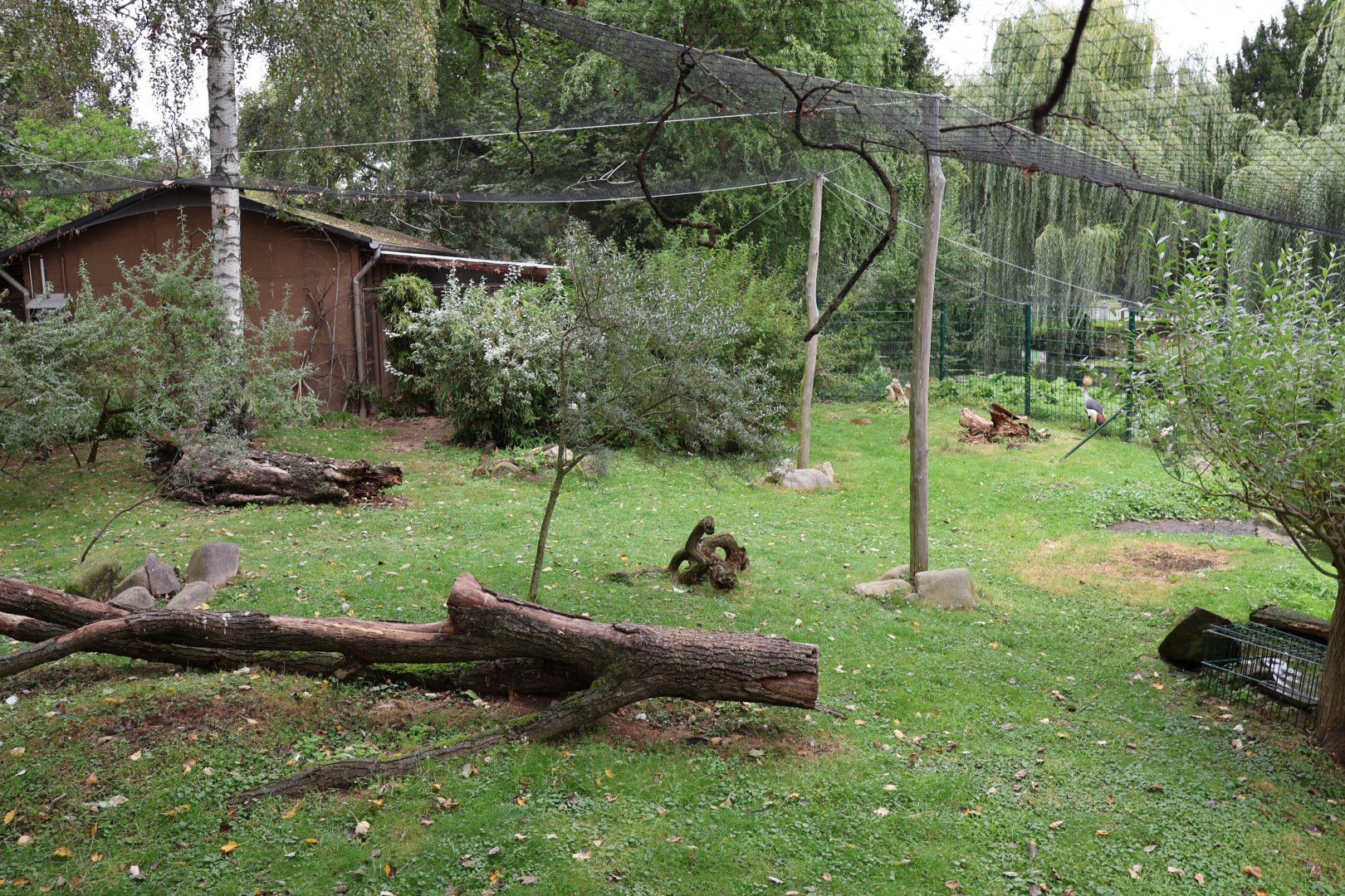 Kirk dikdik and Eastern Grey Crowned Crane aviary
