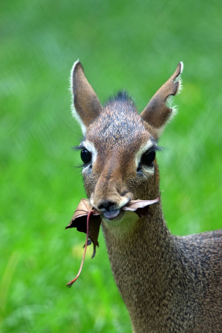 Kirk´s dik-dik, 13.10.2019