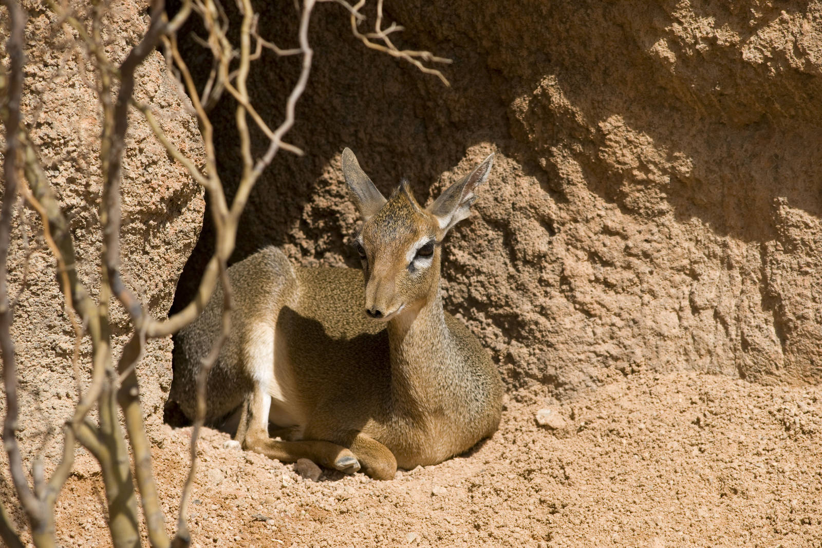 Kirk´s Dik-dik at Bioparc Valencia, Spain