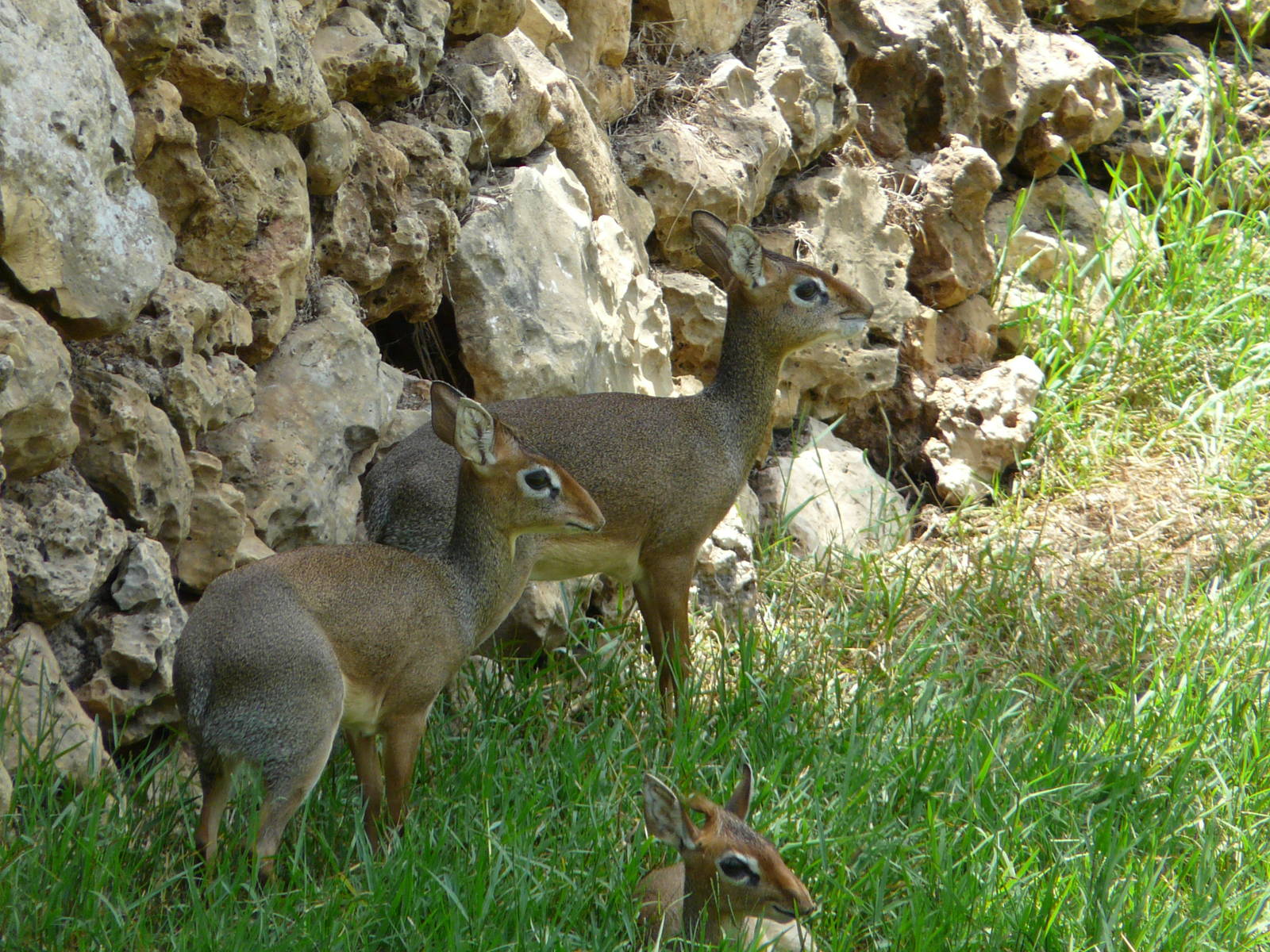 Kirk`s dik-dik/ Madoqua kirkii