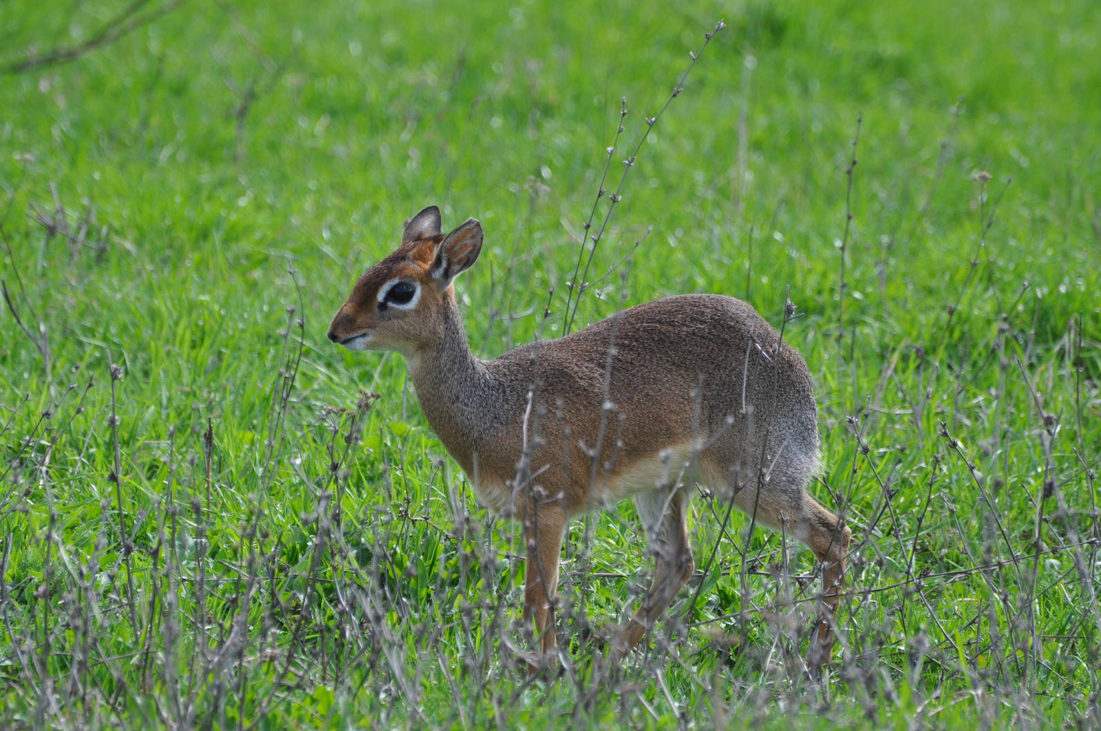 Kirk`s dik-dik/ Madoqua kirkii