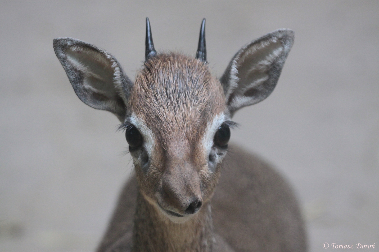 Kirk?s Dik-dik (Madoqua kirkii)