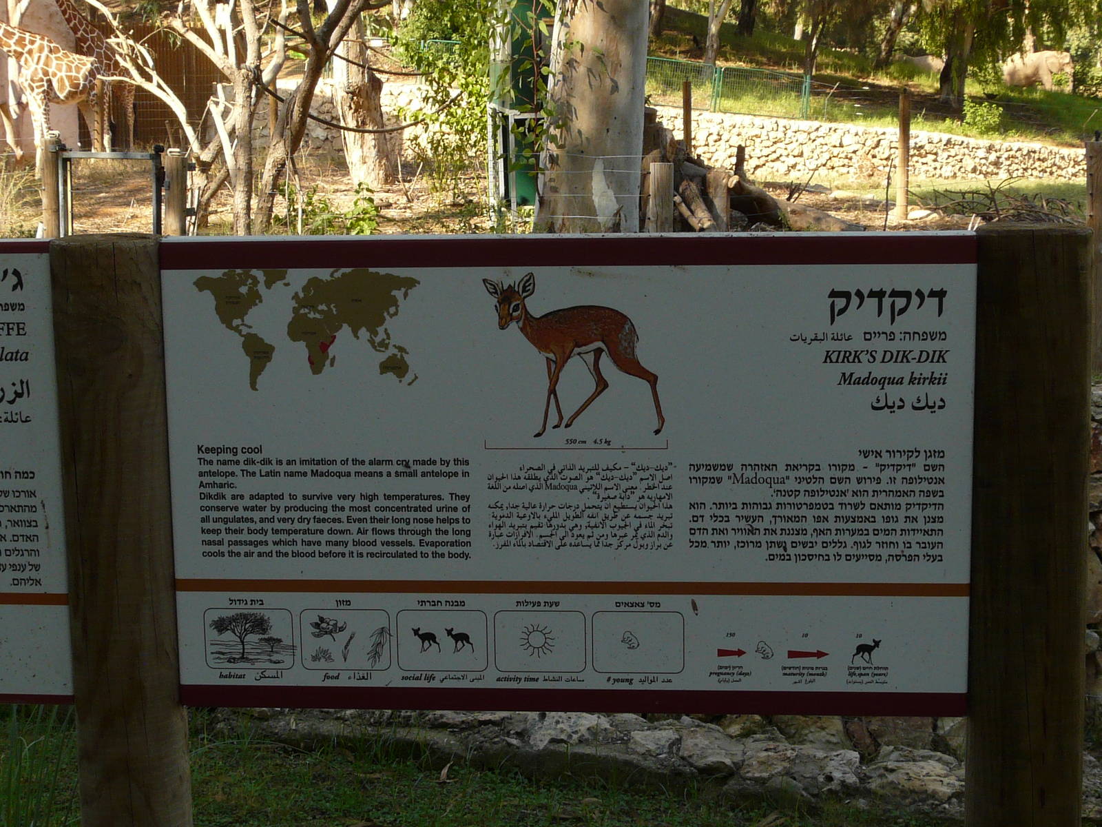 Kirk`s dik-dik sign