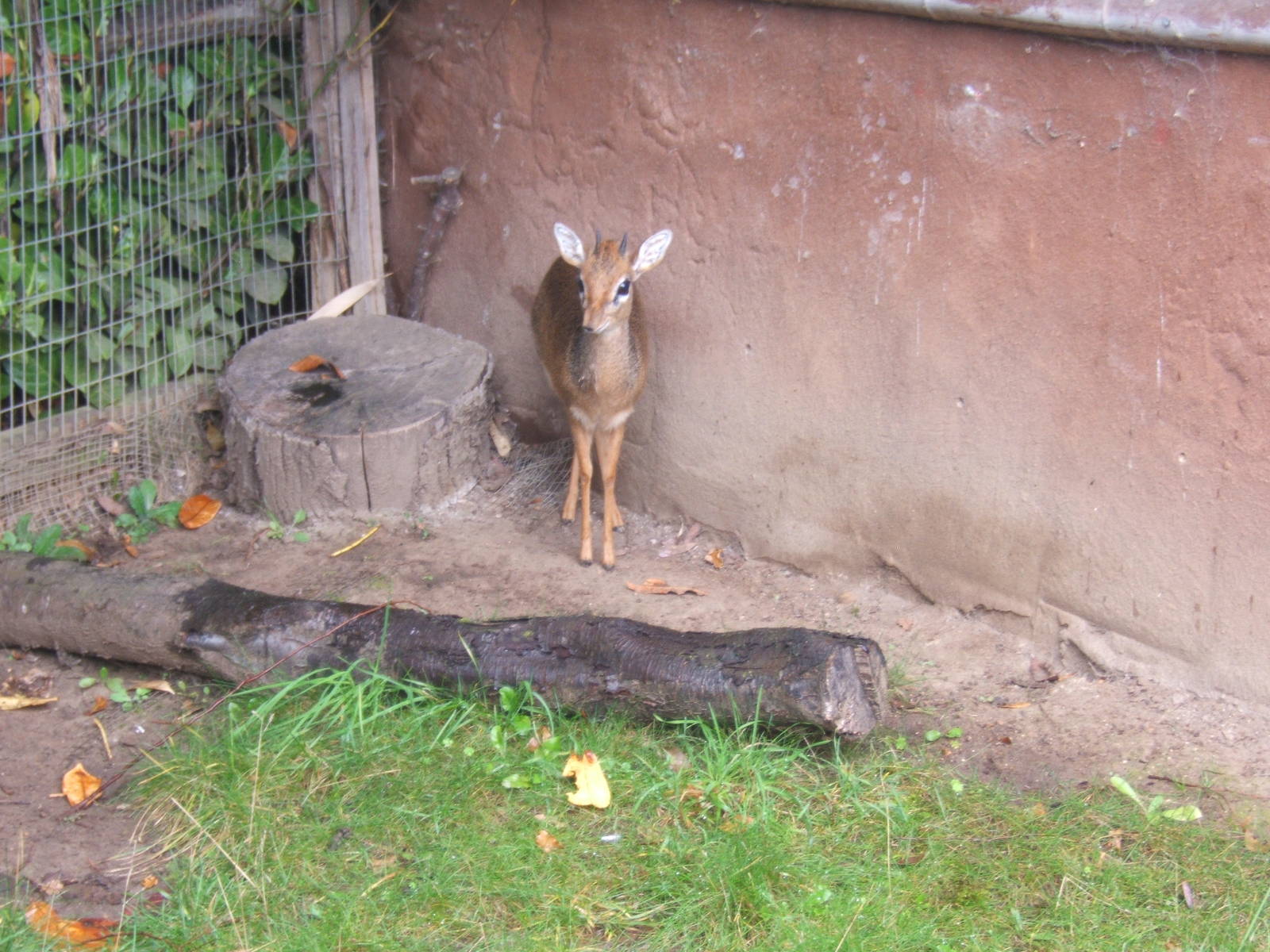Kirk`s Dik-dik