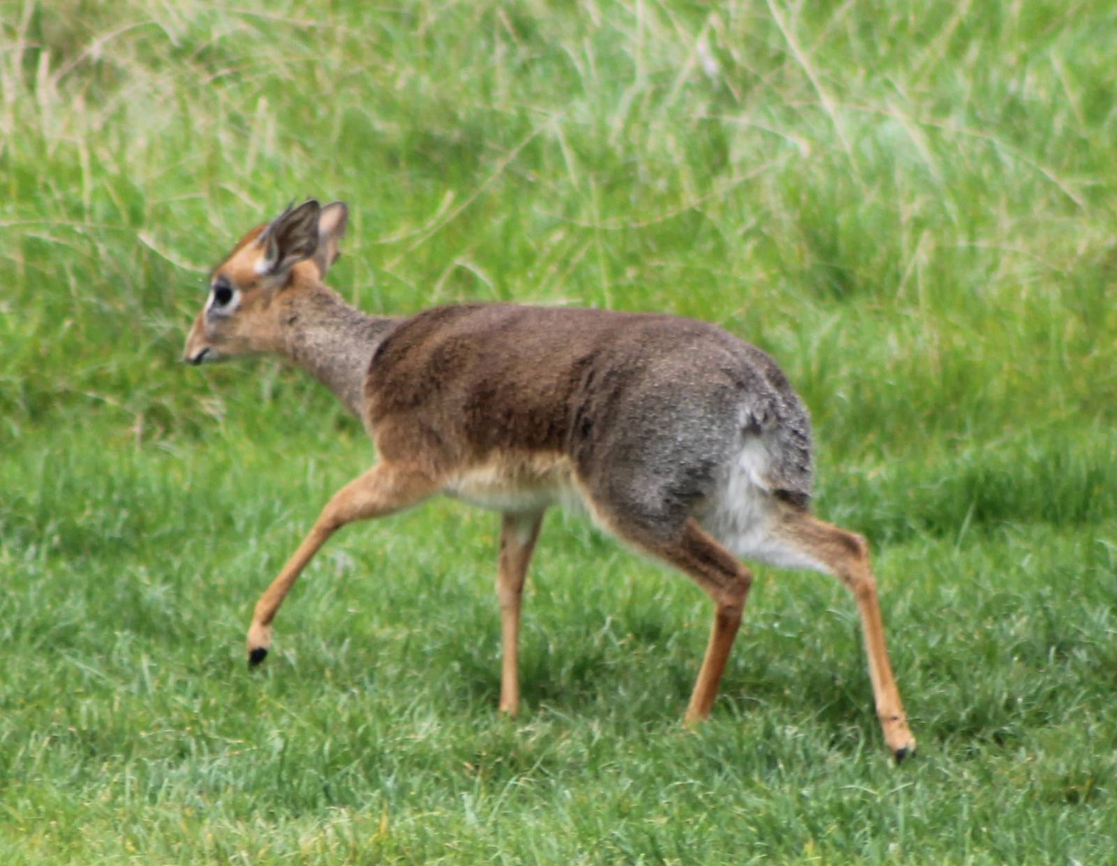 Kirk´s dikdik
